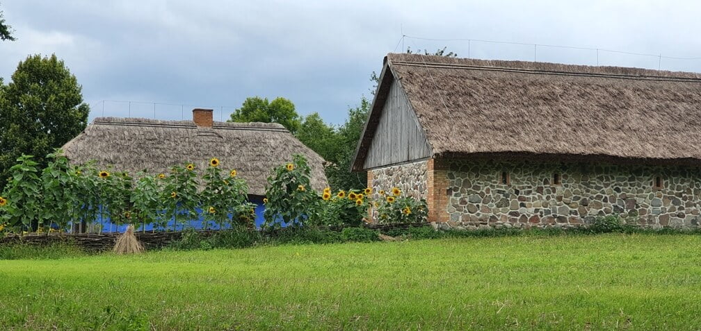 Widok na pole słoneczników i budynki gospodarcze - Muzeum Wsi Mazowieckiej w Sierpcu
