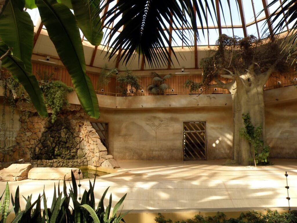 Wybieg dla Żyraf - Zoo w Warszawie - wnętrze przypominające sawanne