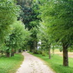 Wiejska, polna droga pomiędzy drzewami - Skansen w Sierpcu