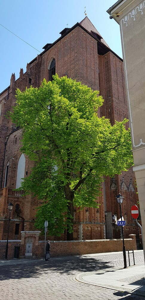 Katedra św.św. Janów w Toruniu