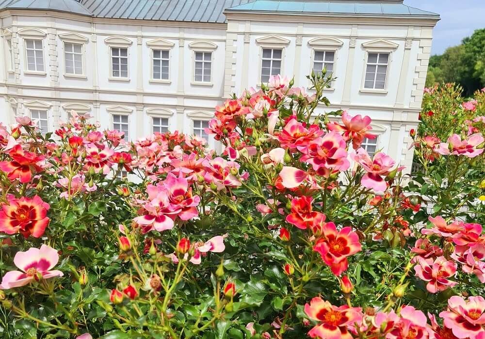 Park Miliona Róż i Zabytków Kresowych Kazimierz Dolny